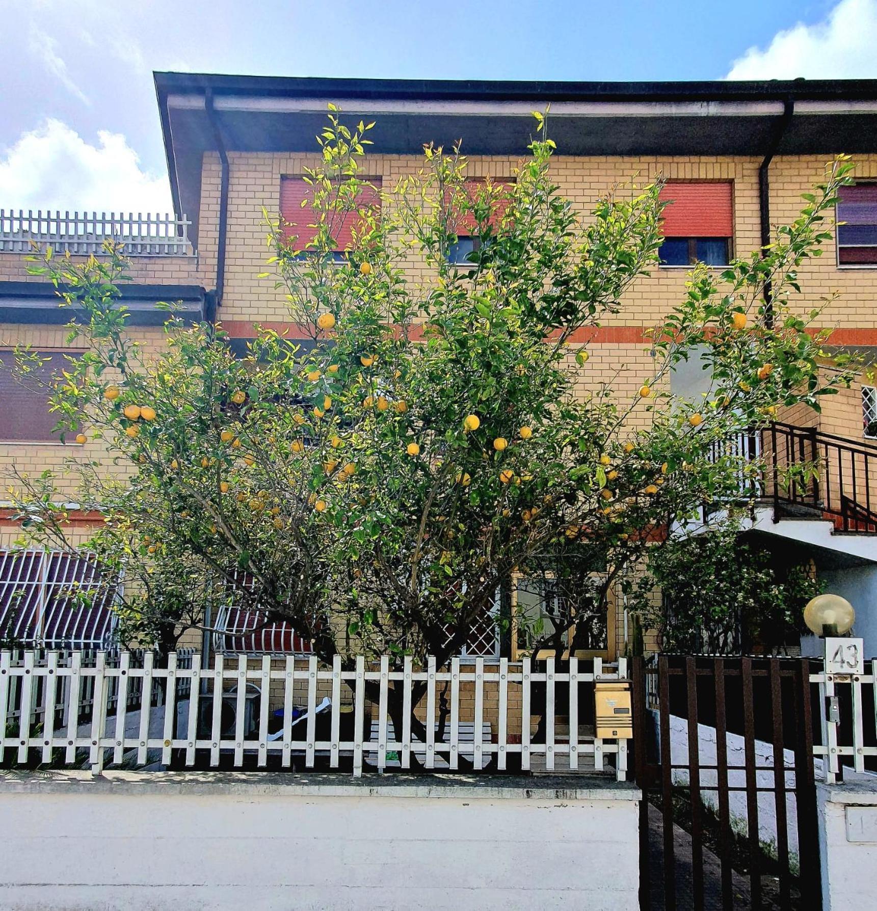 Lemon Tree House Lägenhet Ostia Antica Exteriör bild